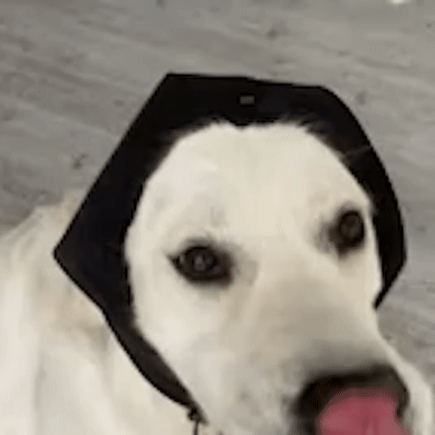 Quiet Dog Ear Muffs